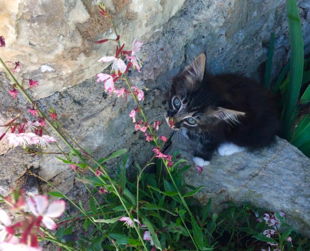 Nos jardins sont de véritables terrains de jeux pour nos compagnons à quatre pattes. Mais certaines plantes présentent un danger pour eux (image Vetaction conseil).